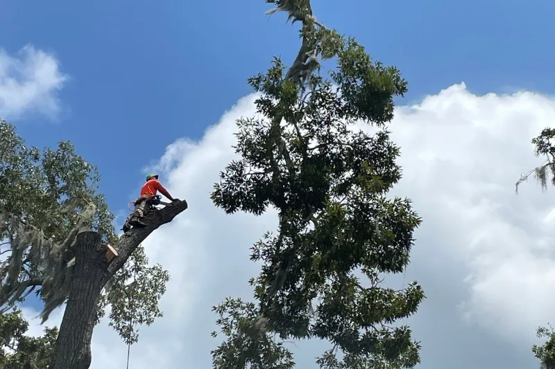 Stump Removal & Grinding service