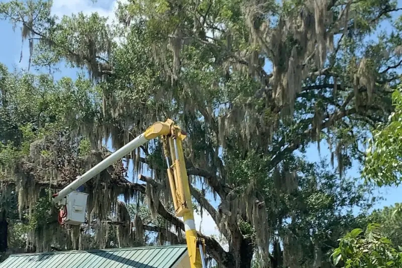 Tree Trimming & Pruning service